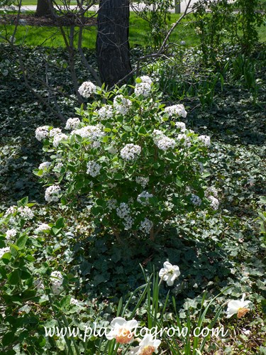 Sugar and Spice Viburnum (Viburnum carlesii)